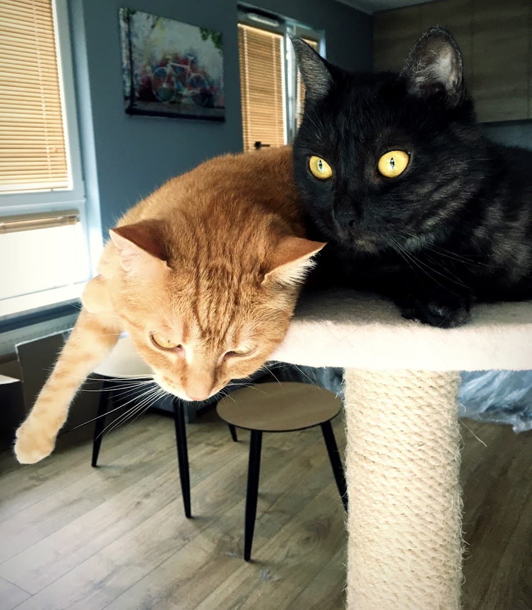 4Koty - behawiorysta | zoopsycholog | catsitterka