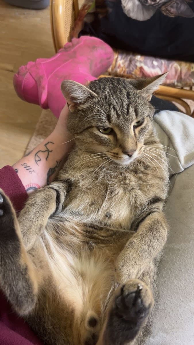 4Pets