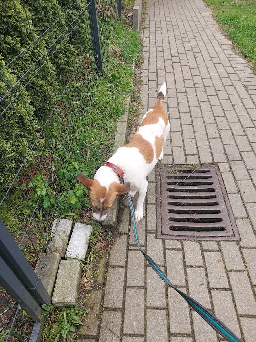 ALVIS - Opieka nad zwierzętami | Wyprowadzanie psów i petsitting w Gdyni