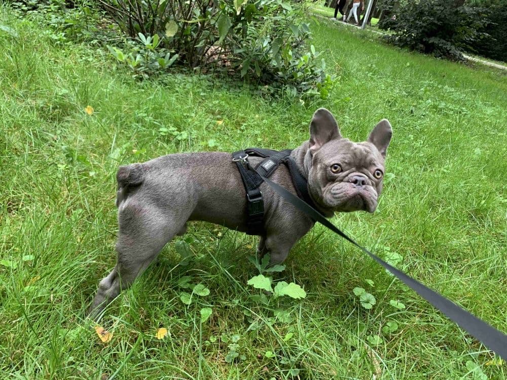 Alvis - Wyprowadzanie i Petsitting - Opiekunowie na terenie całego kraju