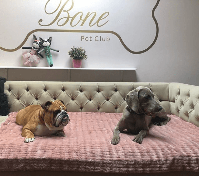 Bone Pet Club