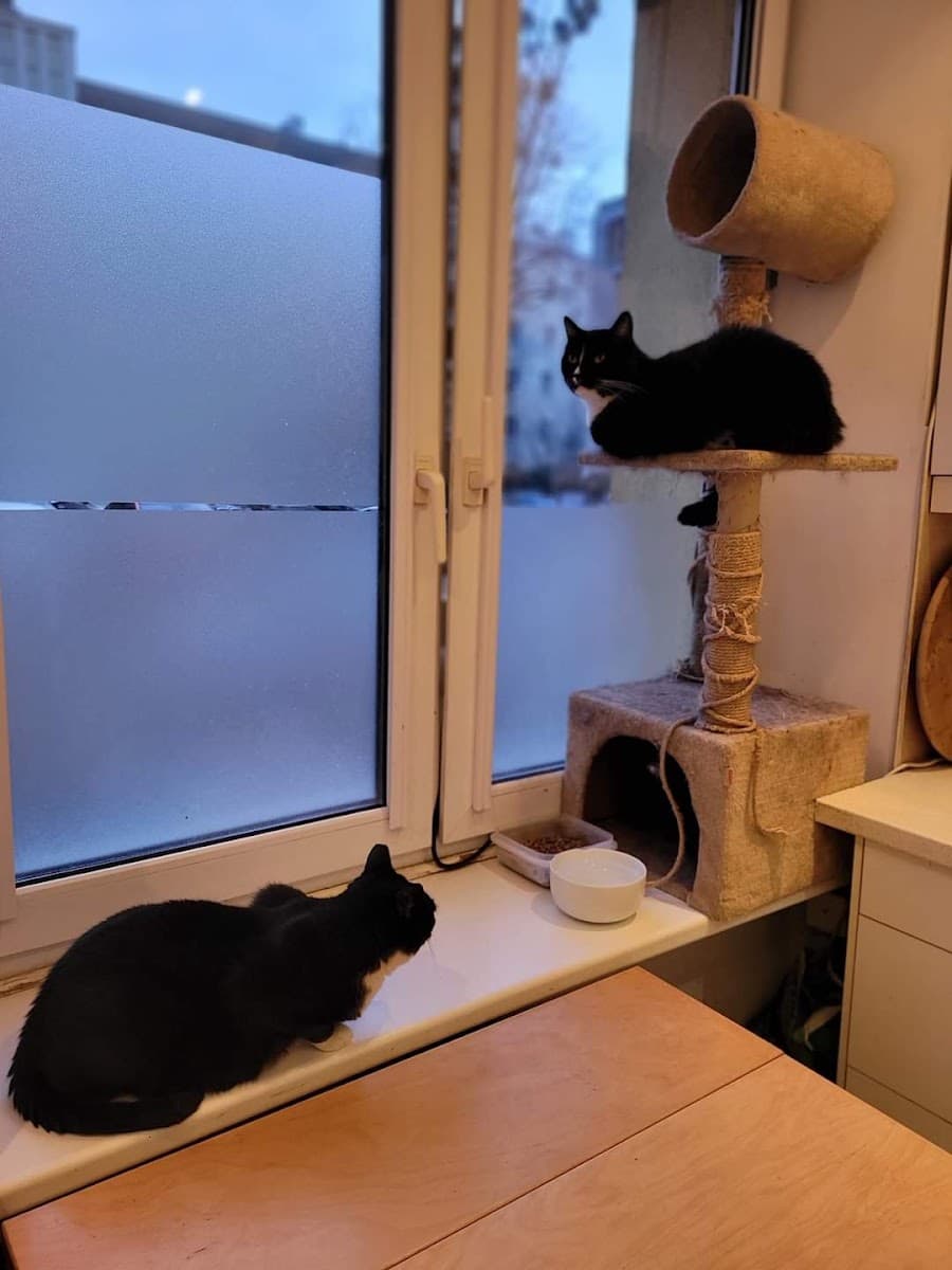 Catsitter Domowy koci hotelik