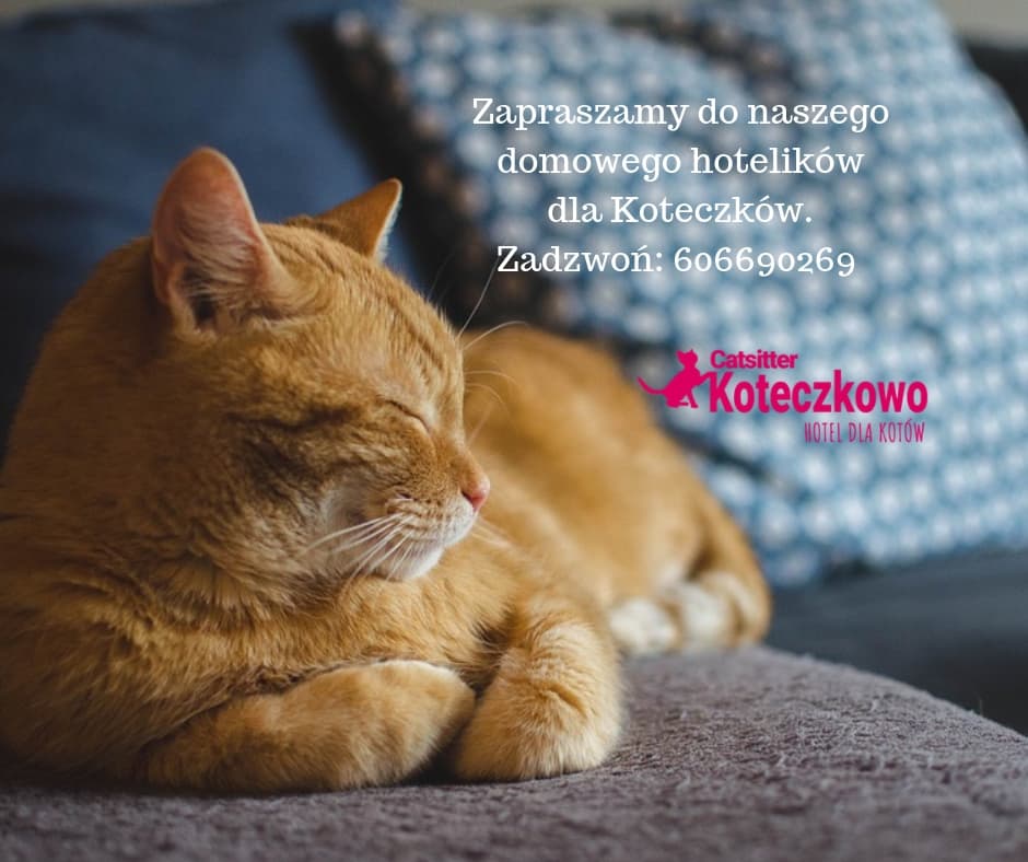 Catsitter Hotel dla kotów (DomowaOpiekaNadKotem)
