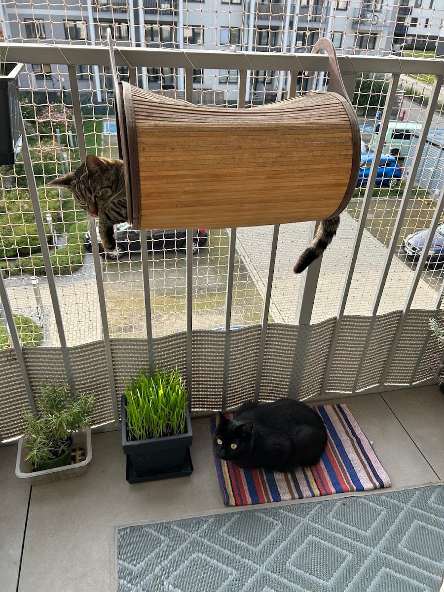 CatSitter opieka dla kotów