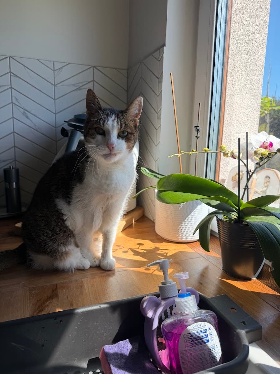 Ciotka Kotka - Petsitter - Alina Klaczek