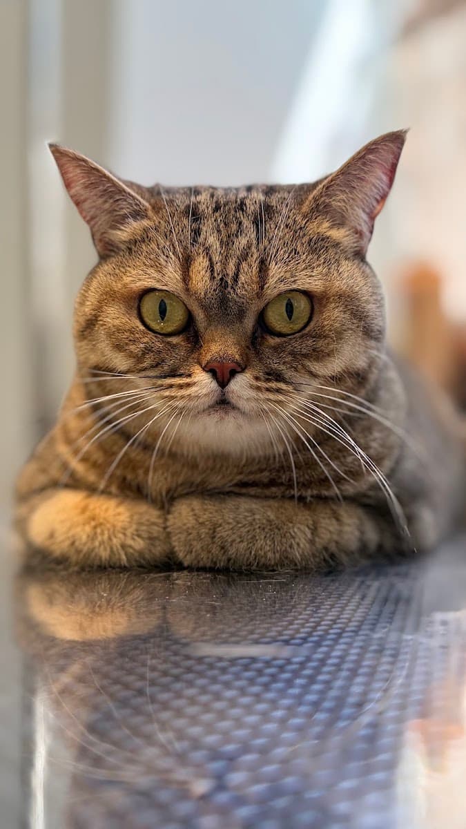 Citryn Cat Hotel & SPA - Koci fryzjer - Warszawa