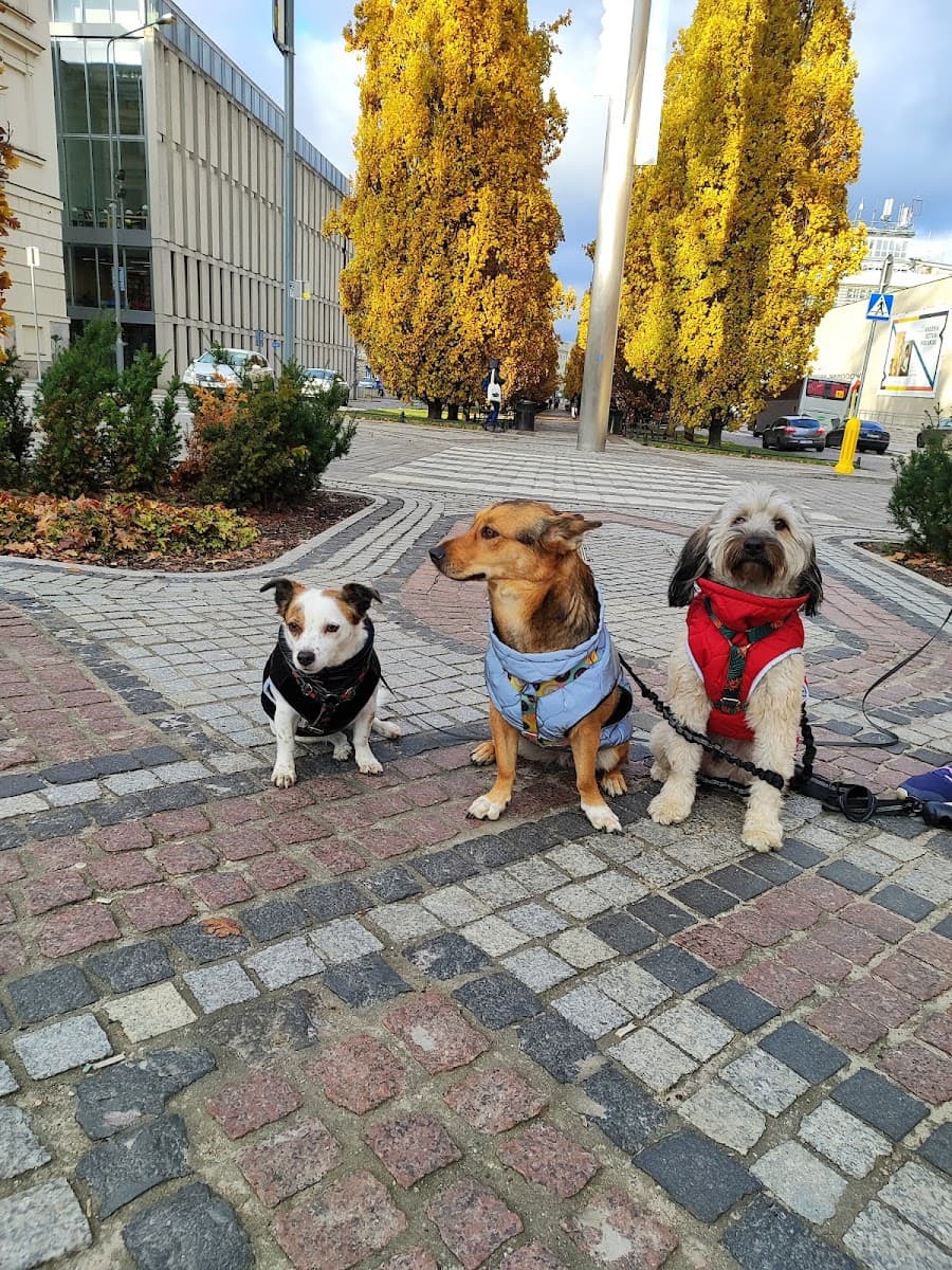 DOGGOO Opieka dla Twojego psa