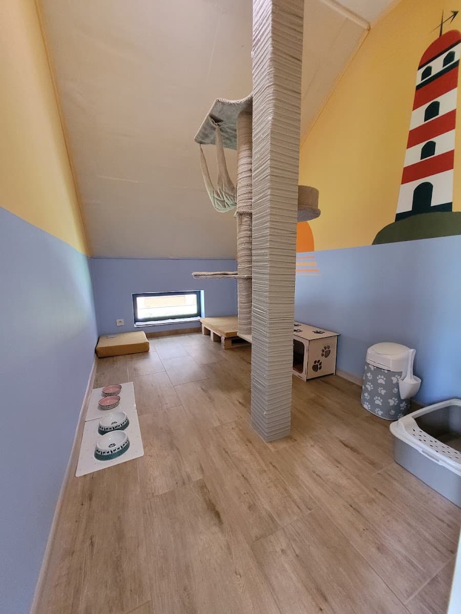 Hotel dla kotów - Kocie Brody KRAKÓW