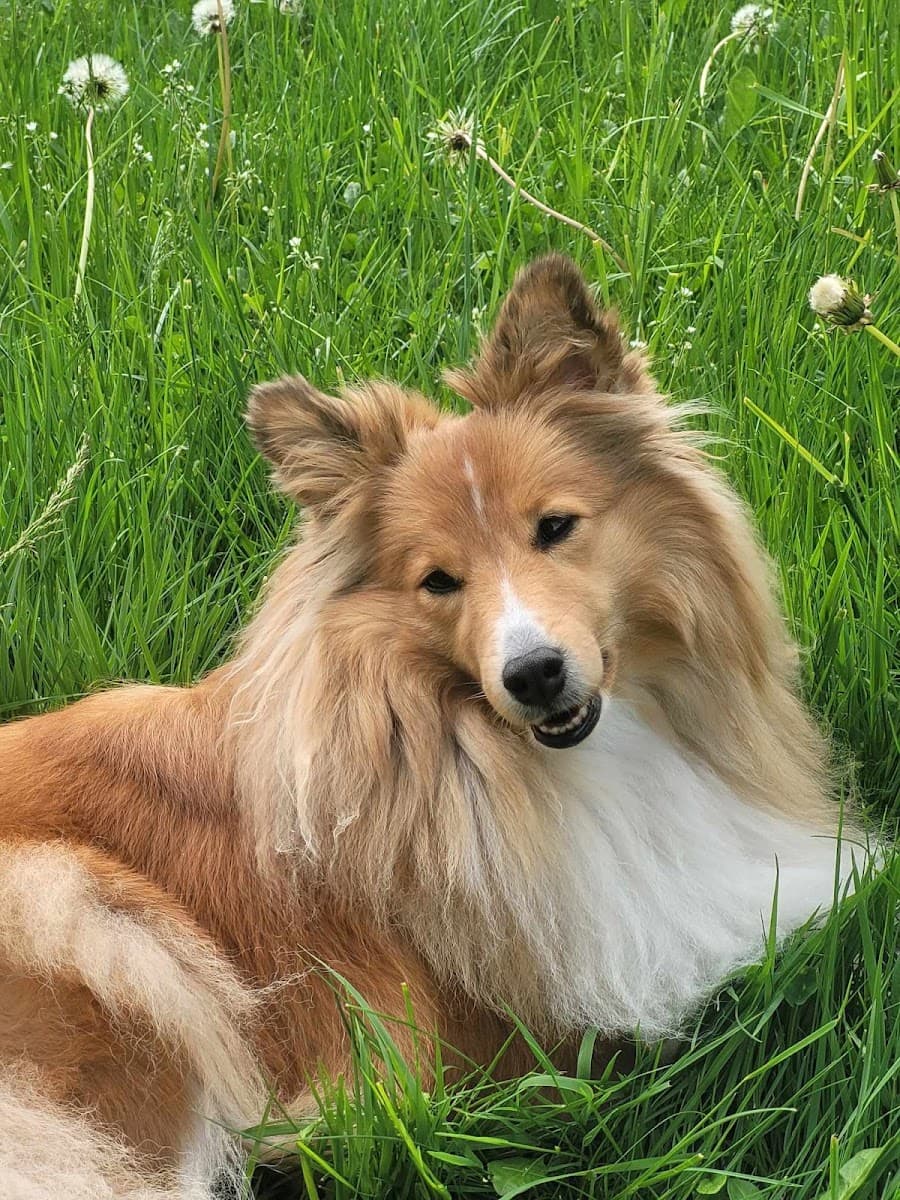 Just Paws | Petsitting
