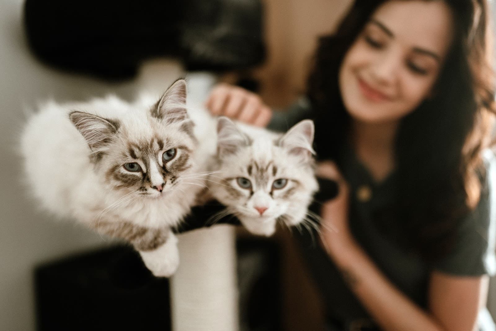 Koci specjalista- koci behawiorysta i petsitter