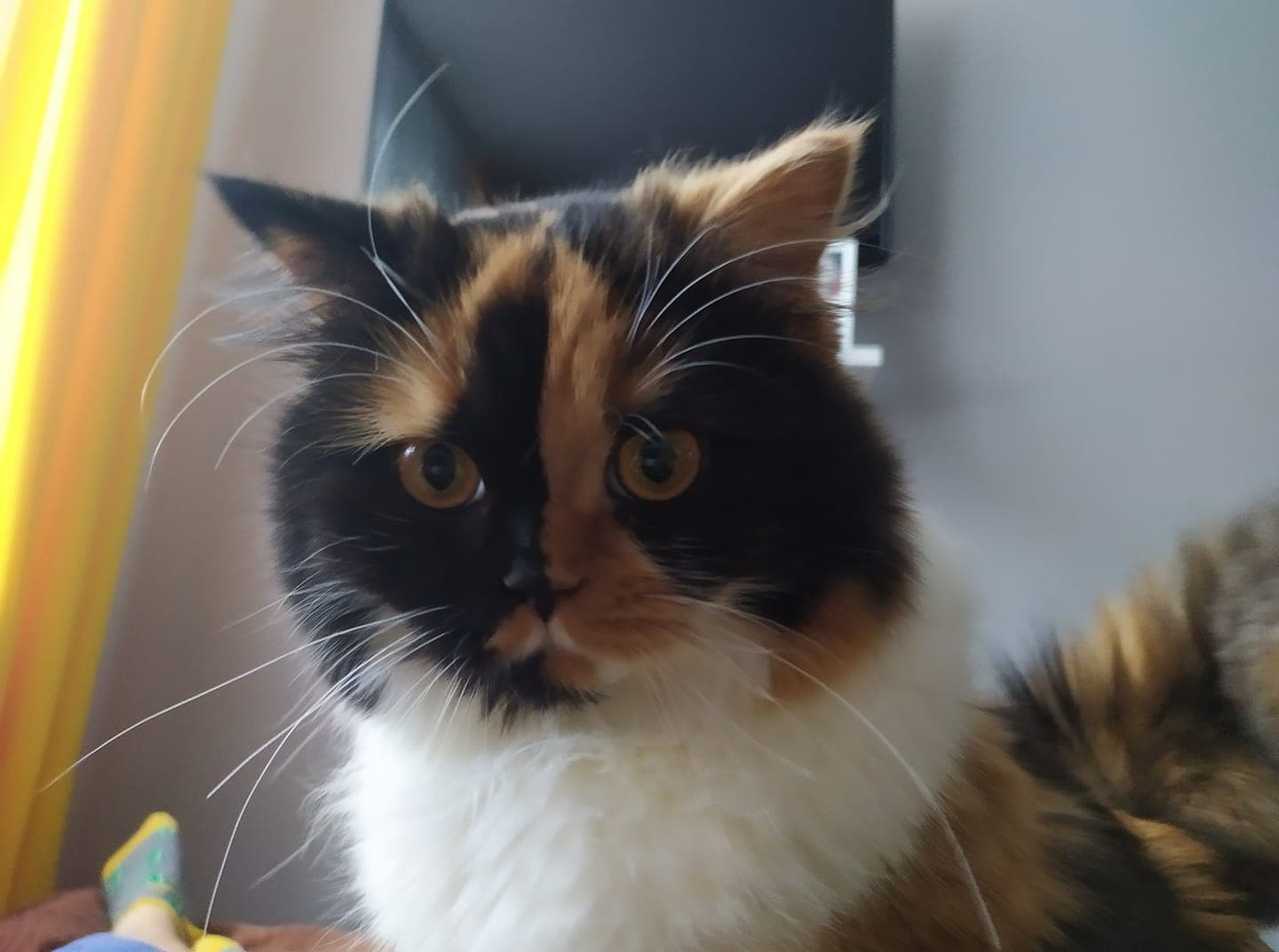 Kocim tropem Alicja Ike-Duninowska | Catsitting