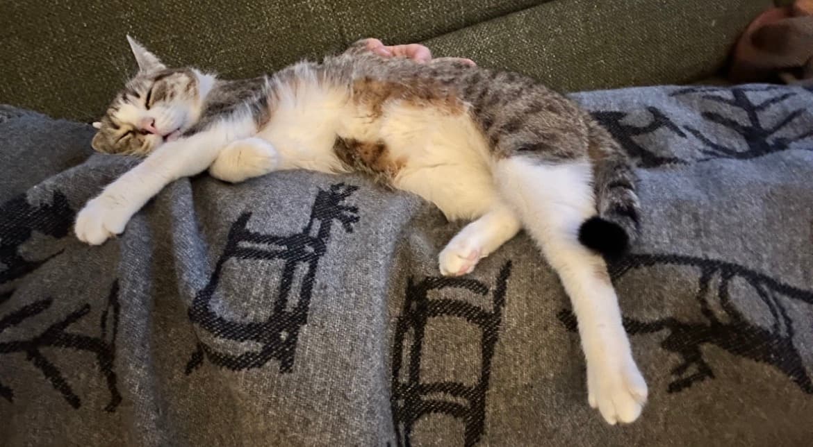Koty na luzie - Behawiorysta | Catsitter