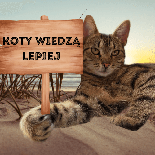 Koty Wiedzą Lepiej