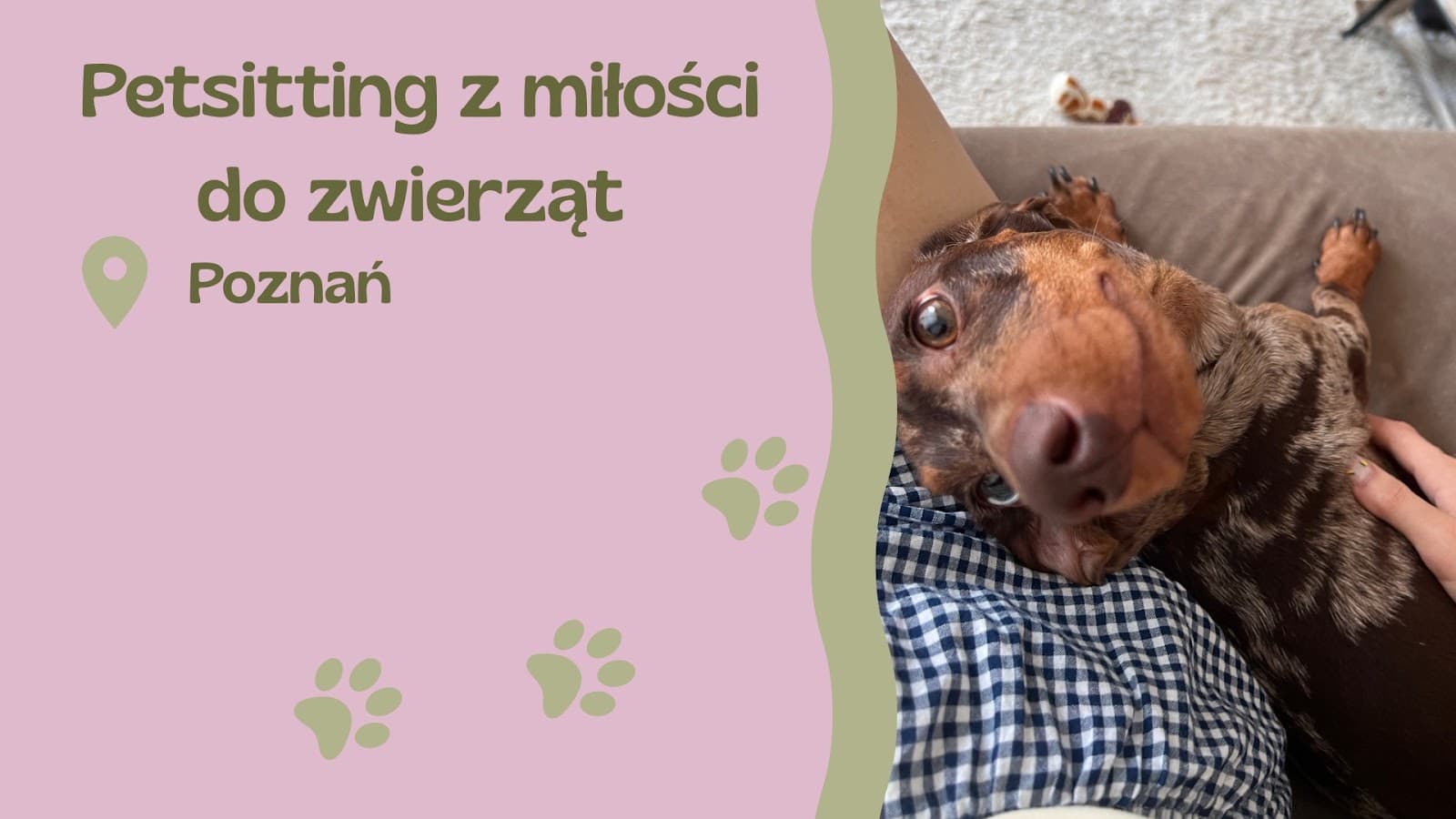 Mrucz z Oli - Petsitter 🐾 (opieka nad kotami i psami)