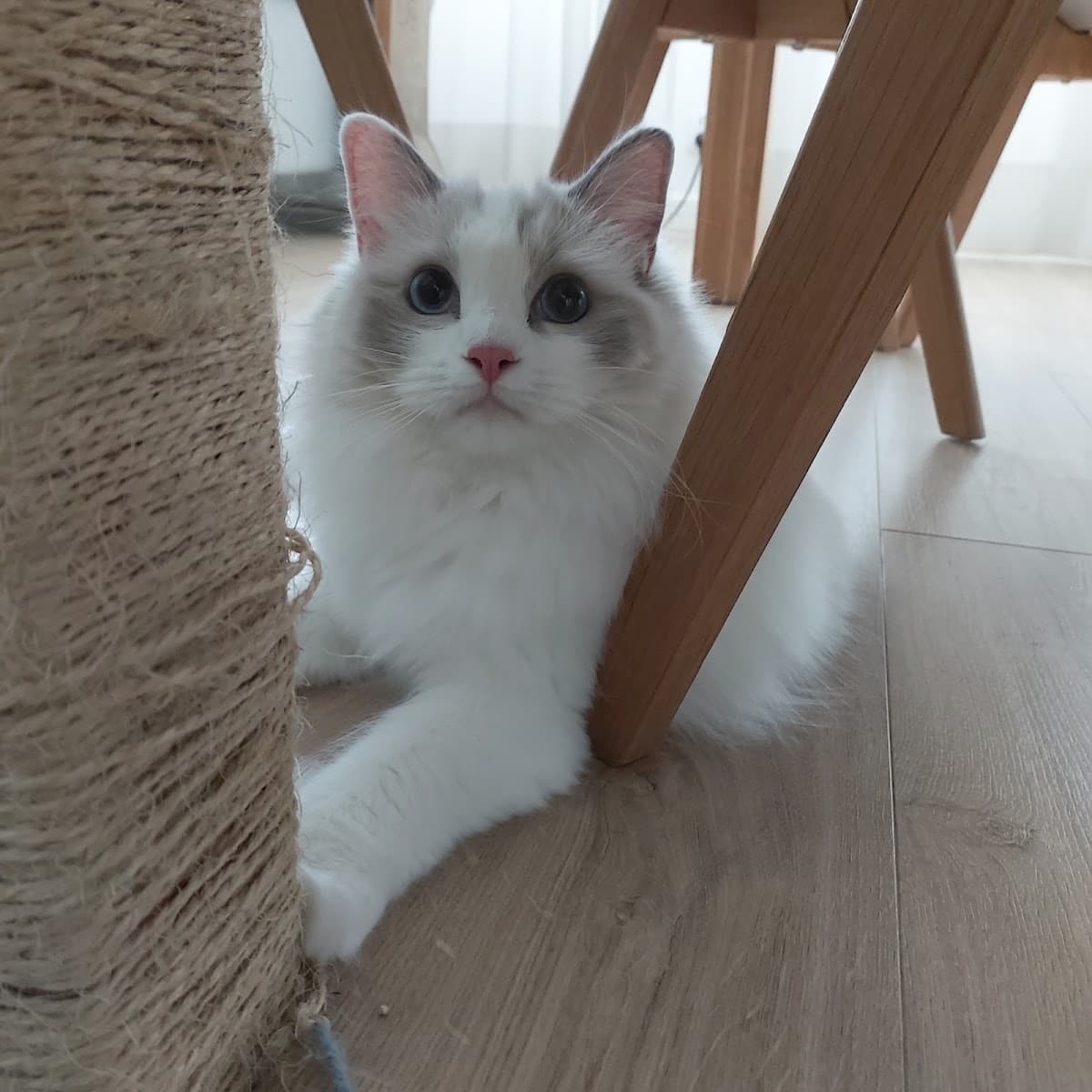 Pazurkowo - Opieka nad Kotem, Petsitter, Catsitter - Warszawa