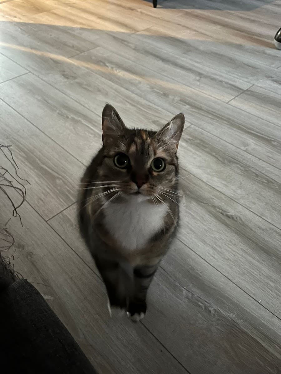 Pet Pal Petsitting