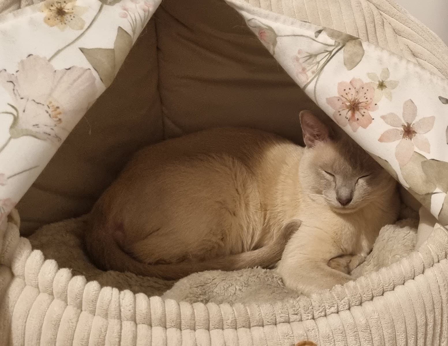petsitter_ania
