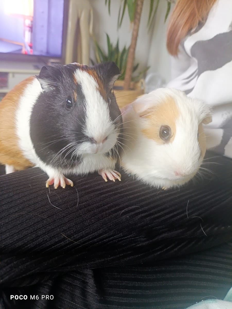 Petsitter Marta - hotel dla królików i gryzoni