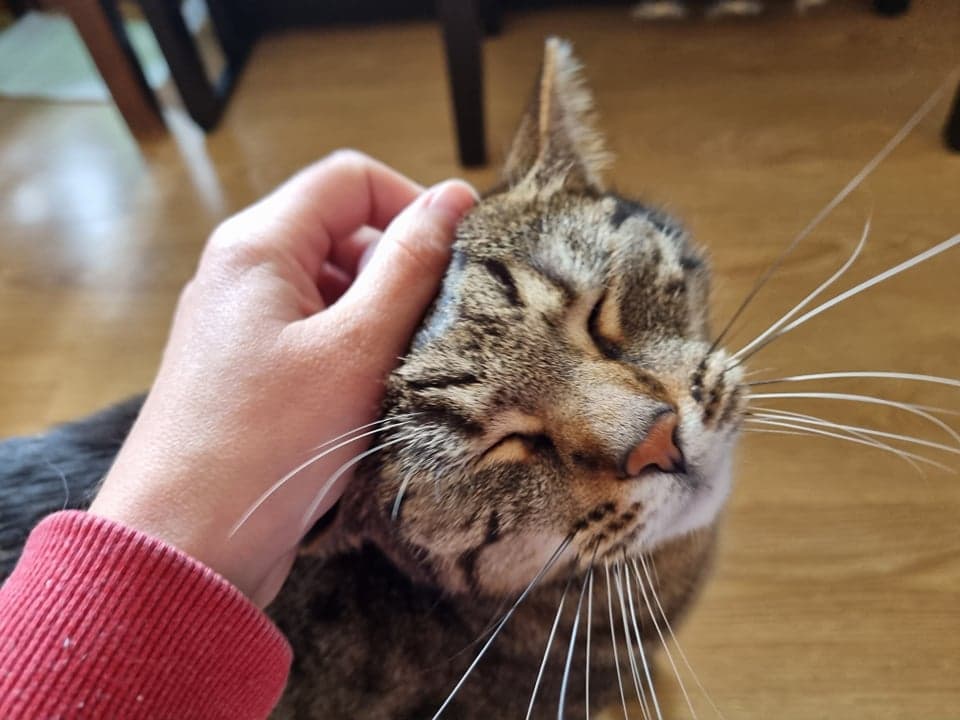 Petsitter ,,Ogonek"