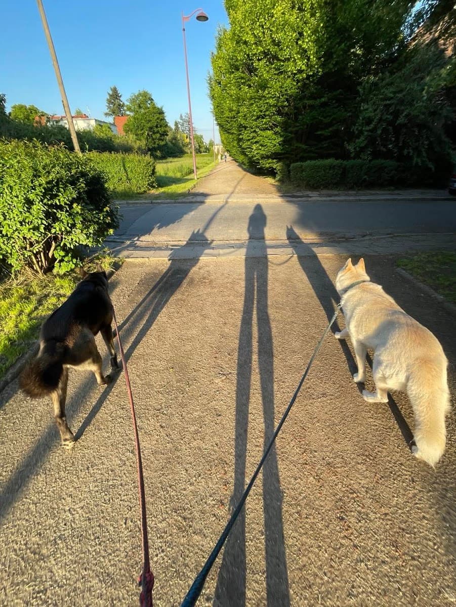 Petsitter Psi Trener - domowy hotel dla psów
