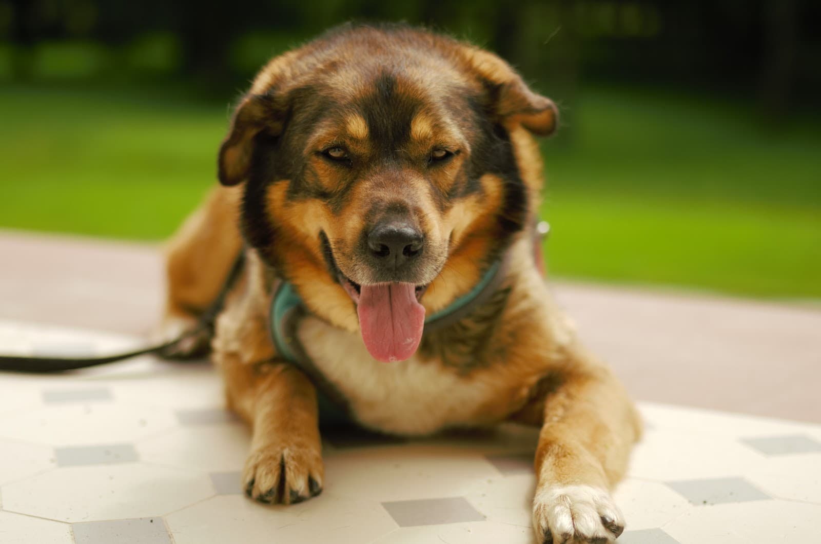 Petsitter w Warszawie