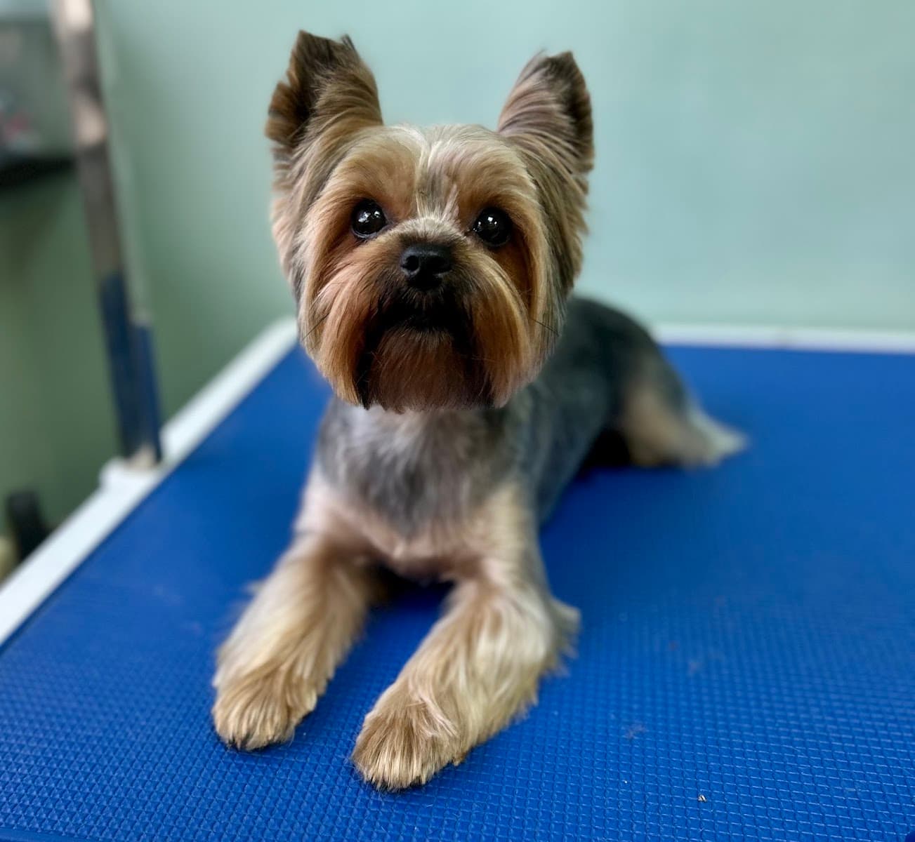 Piesolandia - Groomer | Domowy hotel dla psów | Warszawa