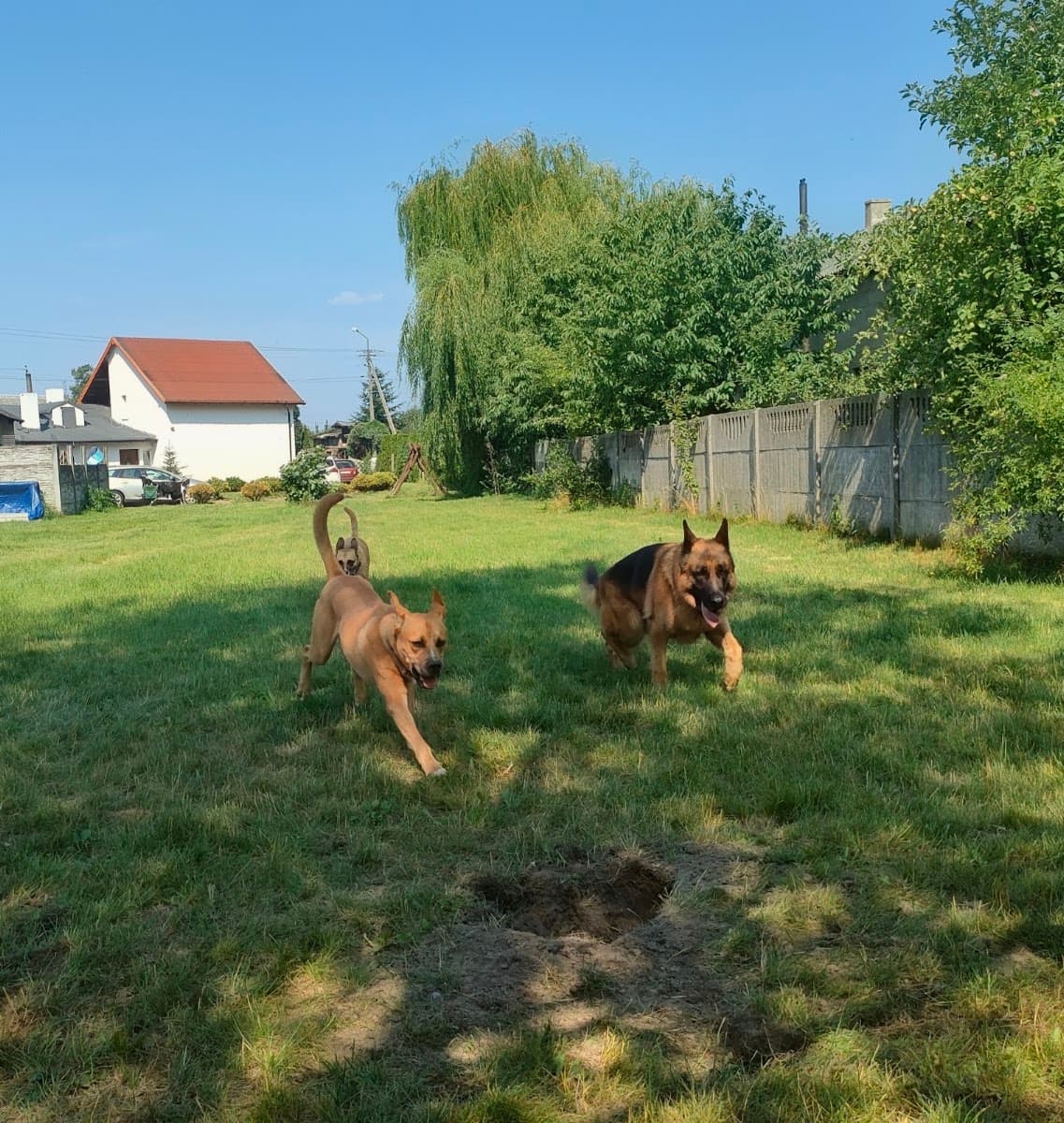 Psiotel u Adopciaków Hotel dla Zwierząt