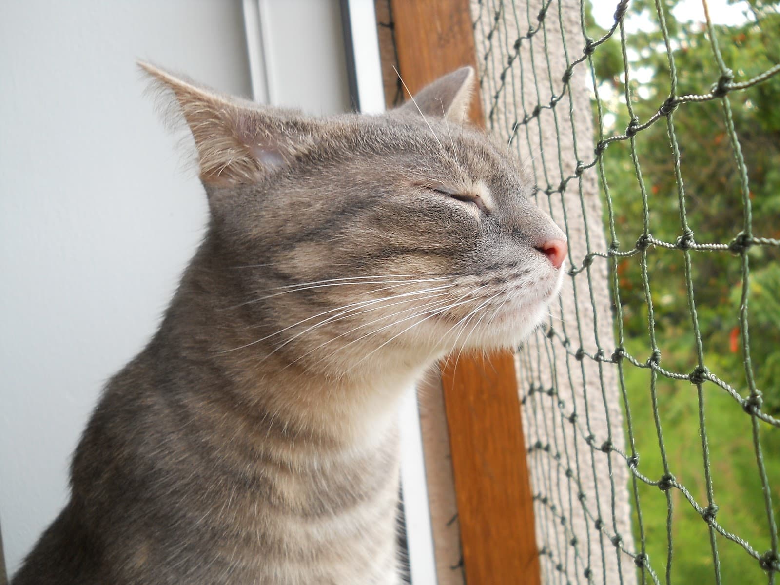 Purrfect Koci Hotel