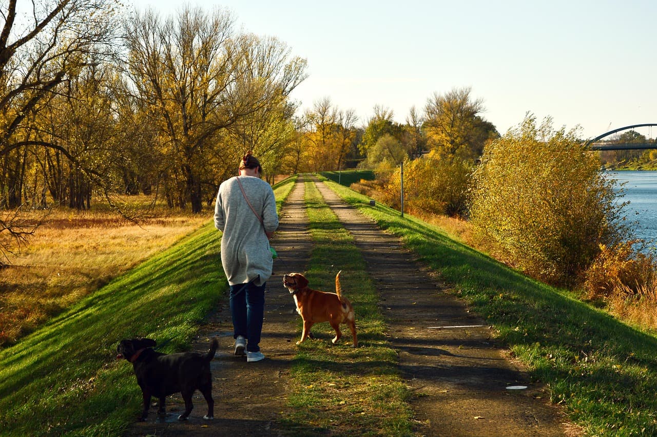 Ile zarabia petsitter?