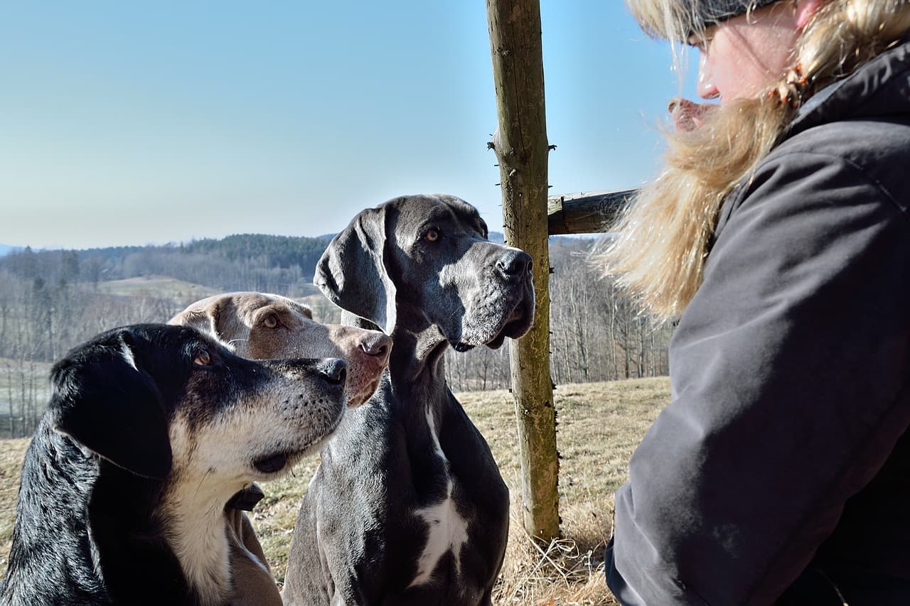 Kto to jest petsitter?