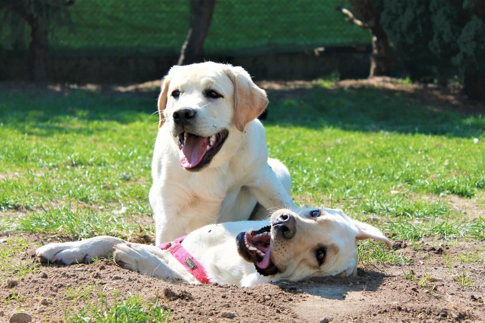 Dog's Bay - Domowy Hotel dla psów, Świetlica dla psów, Doradztwo behawioralne
