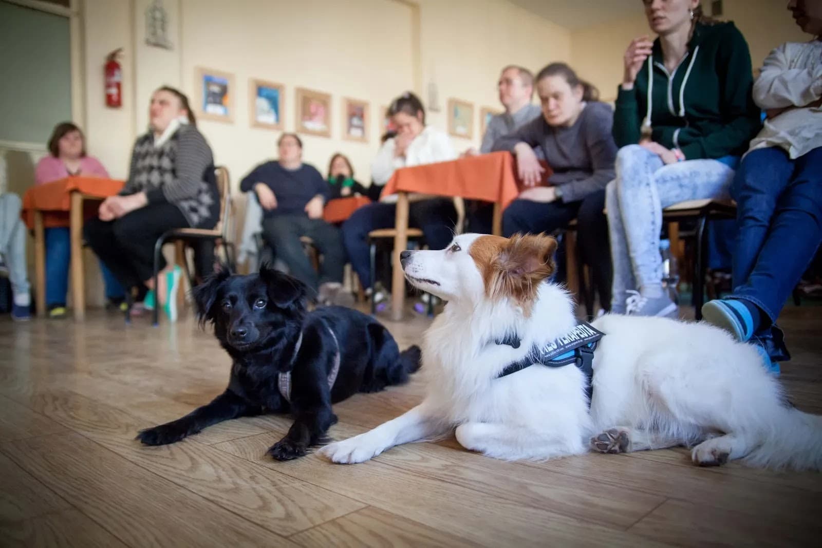Dogoterapia Divio - Hotelik Dla Zwierząt Szkolenia dla psów i Pielęgnacja psów — zdjęcie z profilu Google