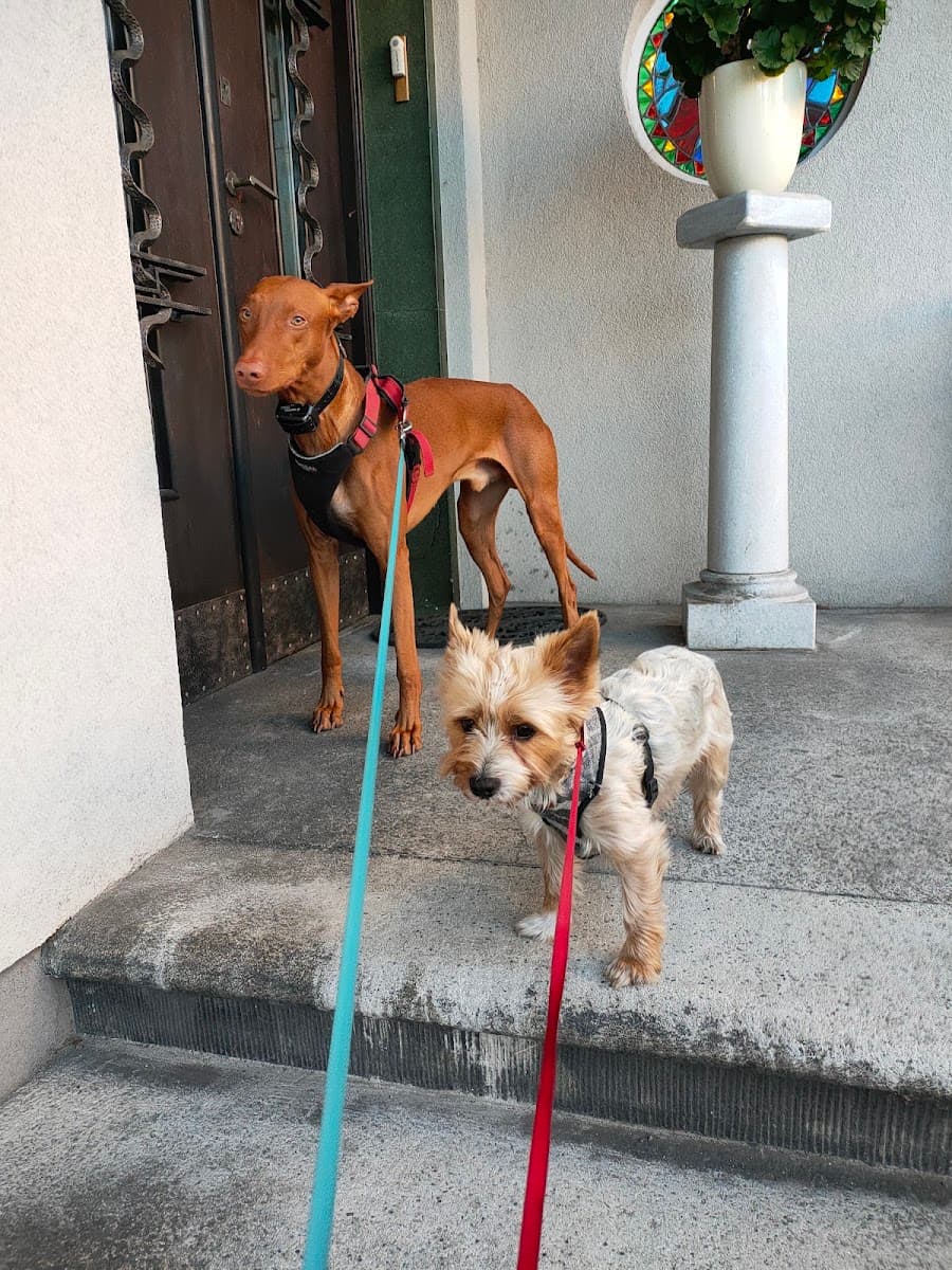 Na psiej ziemi - domowy hotel dla psów, szkolenie psów, petsitter, opieka nad psem, spacery
