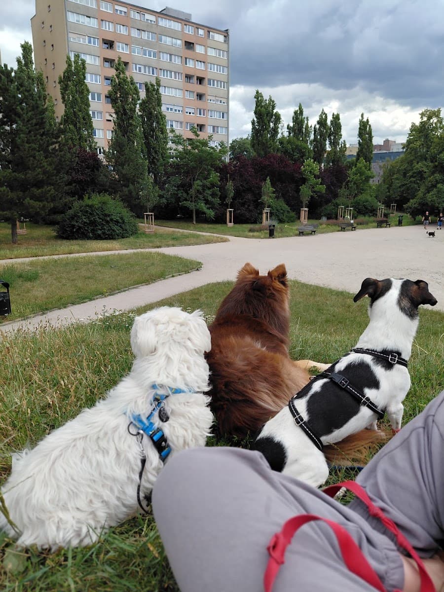 Psiooby Doo! Behawiorysta psów i dogsitter.Opieka dzienna i całodobowa dla psów, konsultacje, spacery — zdjęcie z profilu Google
